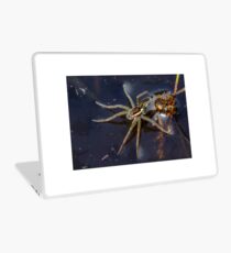Young Raft Spider (Dolomedes fimbriatus) sitting on the surface of a pond, seemingly waiting for prey. Laptop Skin