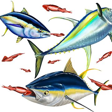 Yellowfin Tunas hunting Squid Postcard for Sale by Mary Tracy