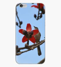 Mockingbird on a cotton tree 2 iPhone Case