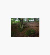 Roots Art Board
