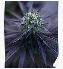 Mary Chino Poster