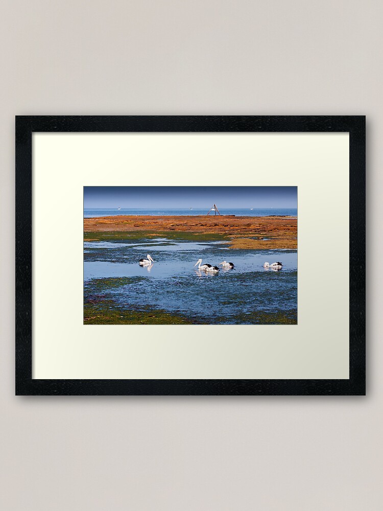 Alternate view of Pelicans Feeding - Rickett's Point Framed Art Print