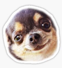 little dog Sticker