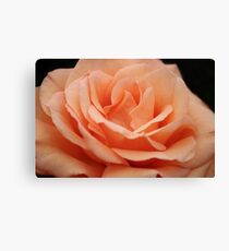 Peach rose Canvas Print