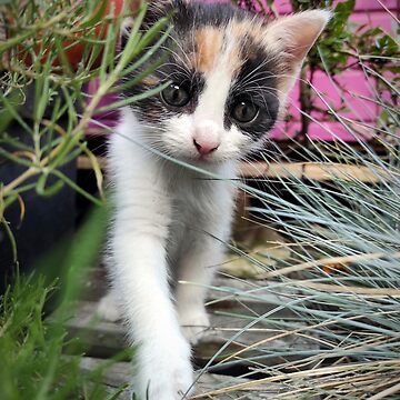 Vorschaubild zum Design Katze Amy entdeckt den Garten von Gourmetkater