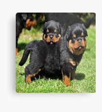 animales Metal Print