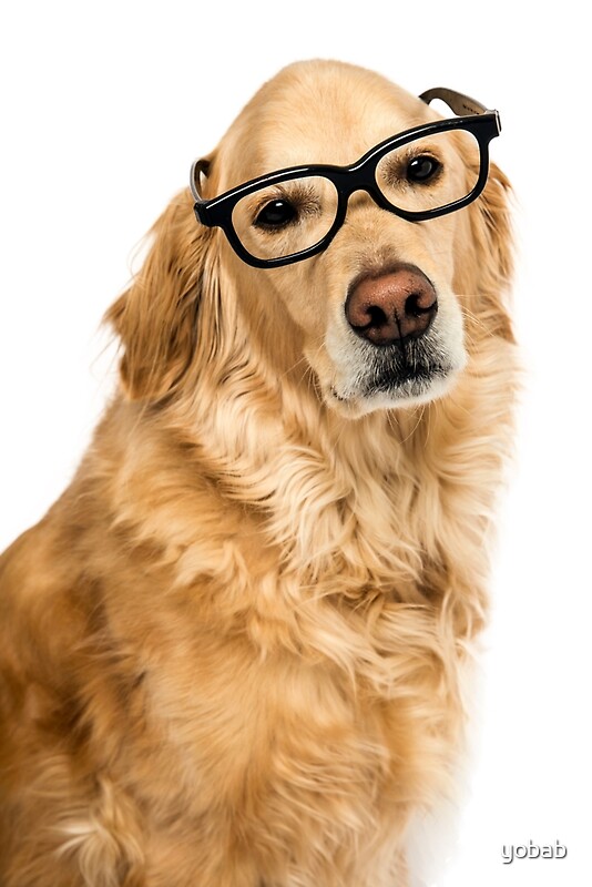 "Golden Retriever with glasses" by yobab Redbubble