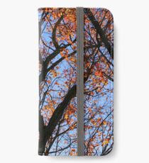Fall Tree on the Hiking Trail iPhone Wallet/Case/Skin