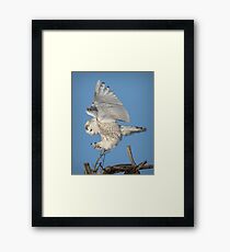 Graceful landing Framed Print