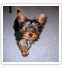 yorkshire terrier puppy Sticker