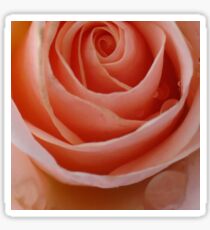 Coral Rose Sticker