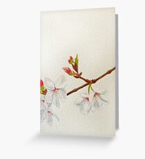 Sakura Grußkarte