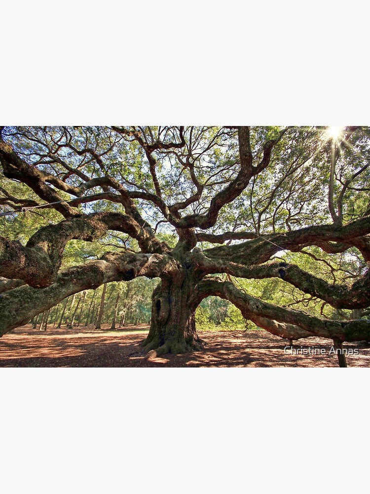 The Angel Oak by 2Bricks