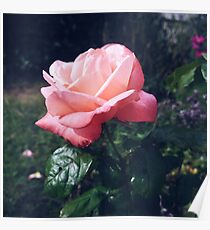 English Rose Poster