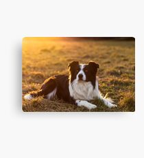 border collie at sunset Canvas Print
