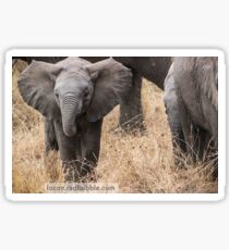 bébé éléphant Sticker
