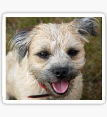 border terrier Sticker