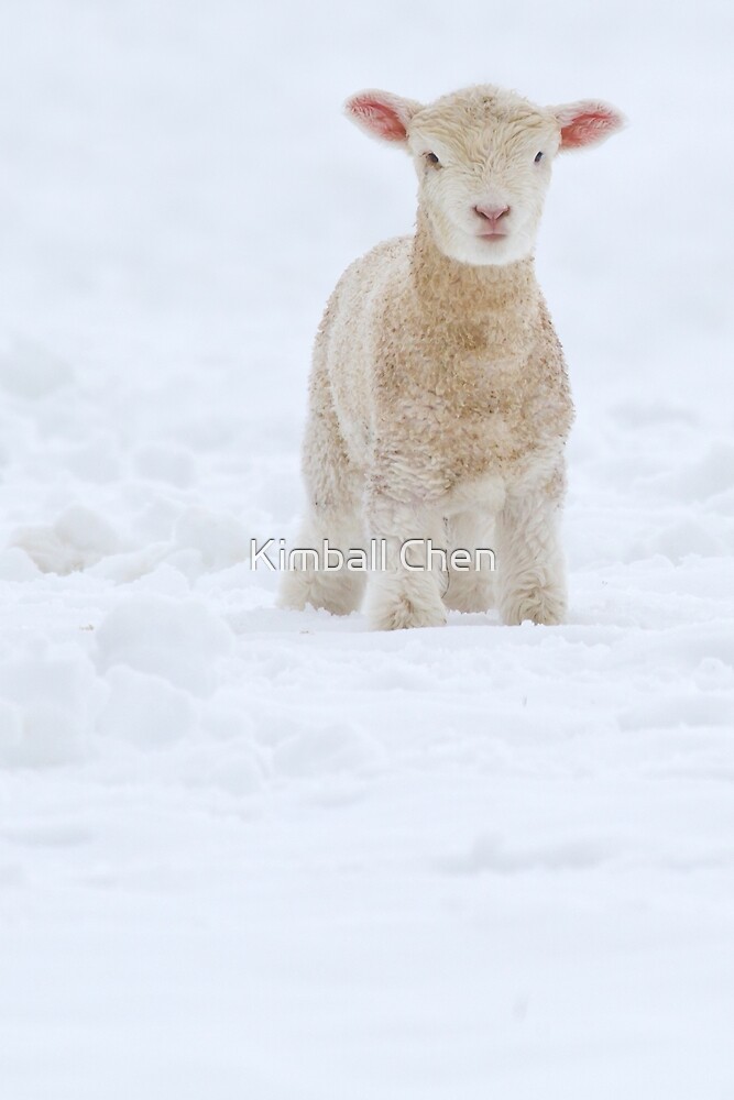 "Fleece as White as Snow" by Kimball Chen Redbubble