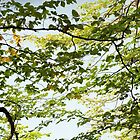 «Agua y hojas» de Patrick Morand