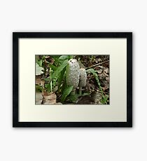 Mushroom Coprinus comatus Framed Print