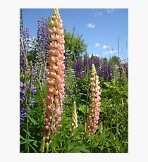 Lupin Summer Photographic Print