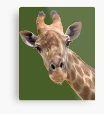 Funny giraffe Metal Print