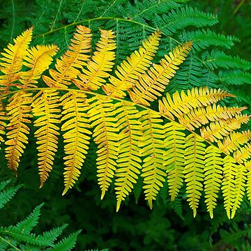 Artwork thumbnail, Ferns by patmo