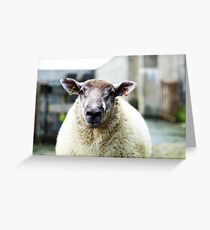 Nobby Greeting Card
