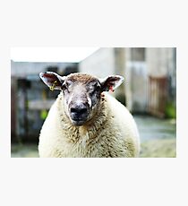 Nobby Photographic Print