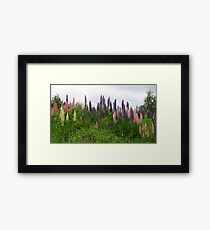Lupin Panorama Framed Print