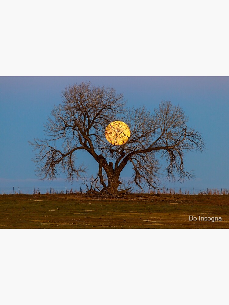 November Supermoon Tree by mrbo