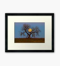 November Supermoon Tree Framed Print