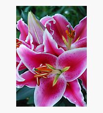 Oriental Lily Photographic Print