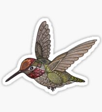 Hummingbird Sticker