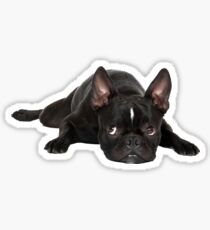 French bulldog Sticker