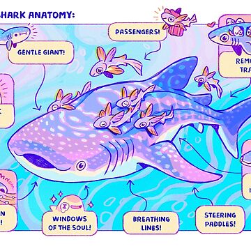 Artwork thumbnail, Whale Shark Anatomy by Requinoesis