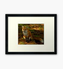 Silent Wisdom Framed Print