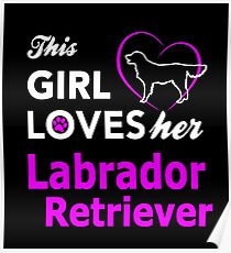Labrador Retriever Poster