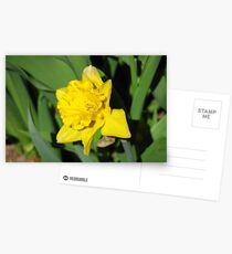 Daffodil Postcards