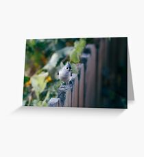 Fence bird. Greeting Card
