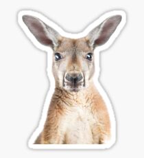 Kangaroo face Sticker