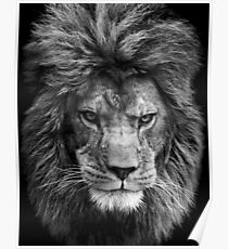 Black and white lion Poster