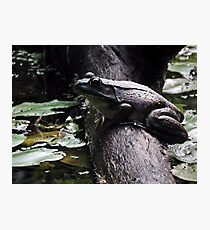 Frog On A Log Photographic Print