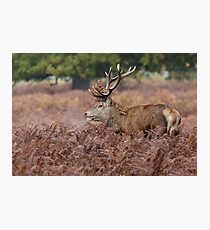 Red Deer stag (Cervus elaphus) among the bracken in autumn. Photographic Print
