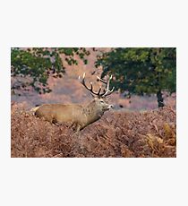 Red Deer stag (Cervus elaphus) among the bracken in autumn. Photographic Print