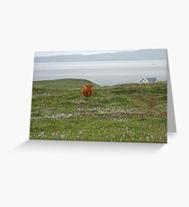 Islay Coo Greeting Card