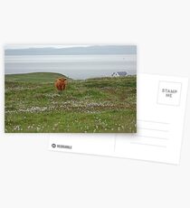 Islay Coo Postcards