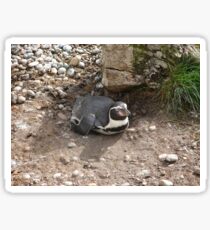 Penguin Sticker