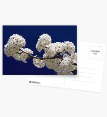 Blossoms In Blue Postcards