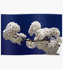 Blossoms In Blue Poster
